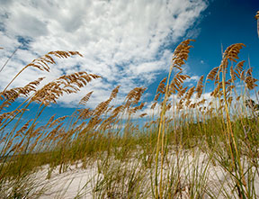 Beach landscaping to protect the coast