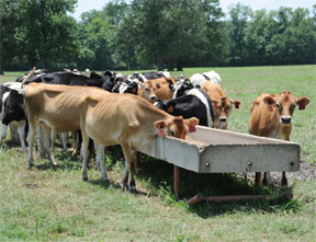 Development of a Comprehensive Conservation Farm Plan for the MAFES Dairy unit as a Pilot for Future Research