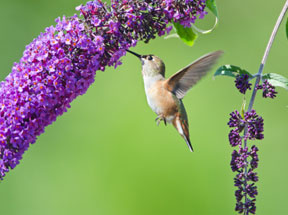 Plants for Wildlife