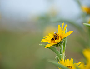 Preserving prairie ecosystems